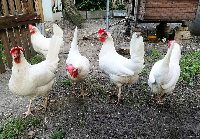 Vogelgrippe: FLI rechnet mit Tötung Hunderttausender Tiere