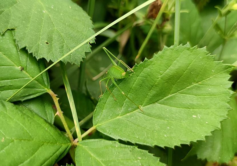BUND legt bei Biodiversitäts-Verfassungsbeschwerde nach