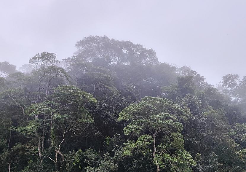 Schneider verteidigt Fehlen konkreter Summe zum Tropenwald-Fonds