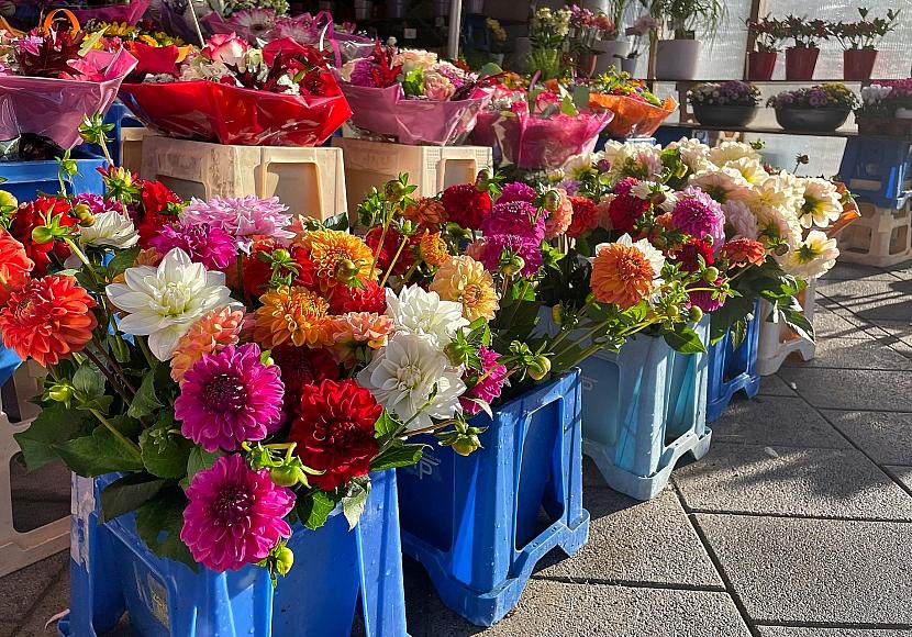 Blumenproduktion in Deutschland rückläufig