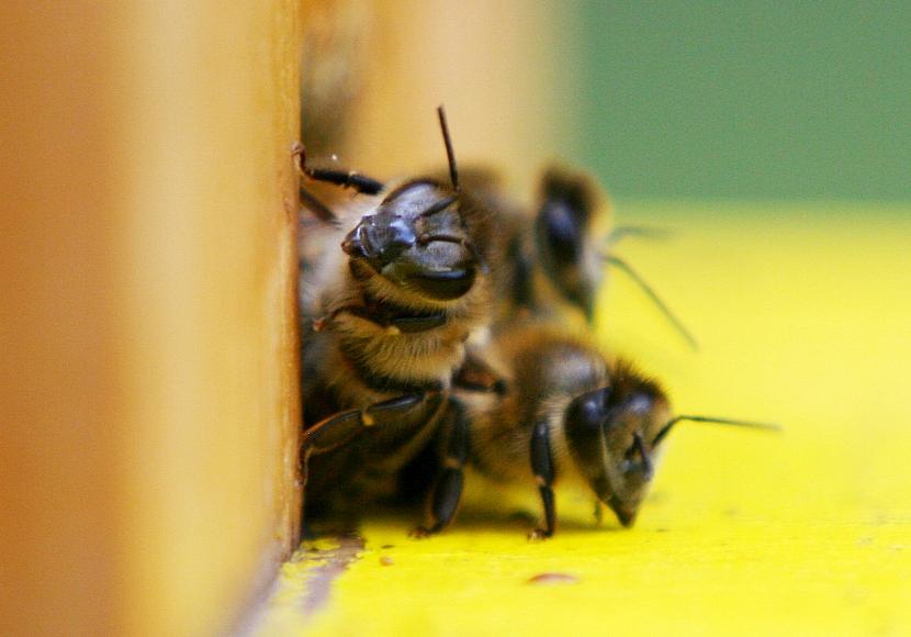 Bundestagsbienen haben harten Winter gut überstanden
