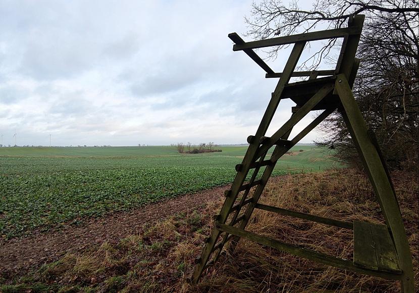 Wolfsangriff: Jagdverband für Auswilderung mit Sender oder Tötung