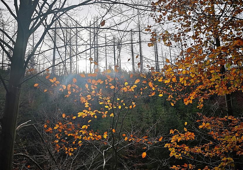 Studie: Bäume sterben in Europa zunehmend verfrüht ab