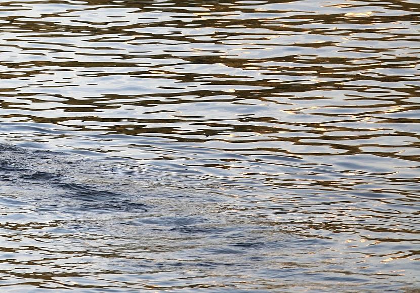 BUND kritisiert Niedrigwasserkonferenz ohne Umweltverbände